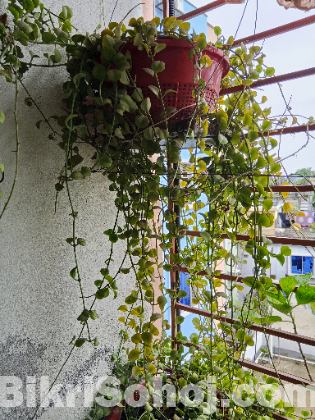 Indoor plants